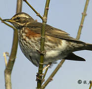 Redwing