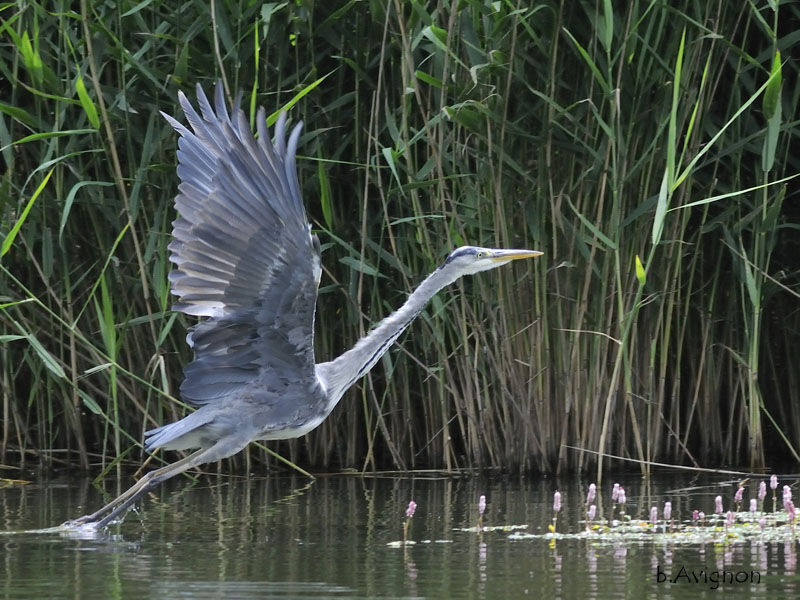 Grey Heron