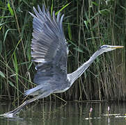 Grey Heron