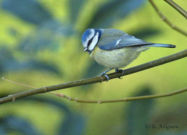 Eurasian Blue Tit