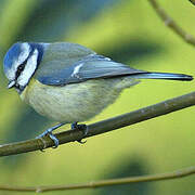 Eurasian Blue Tit