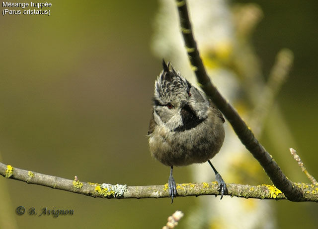 Mésange huppée