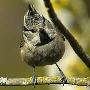 Mésange huppée