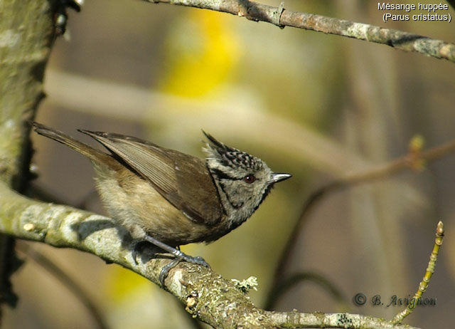 Crested Tit