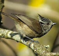 European Crested Tit