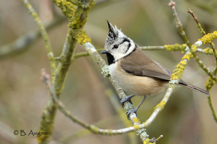 Mésange huppée