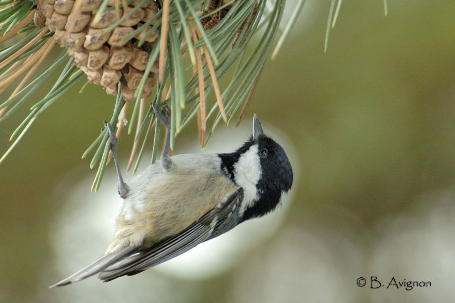 Coal Tit