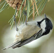 Coal Tit