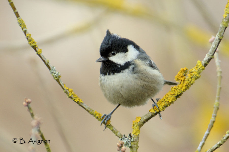 Coal Tit