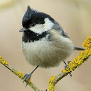 Coal Tit