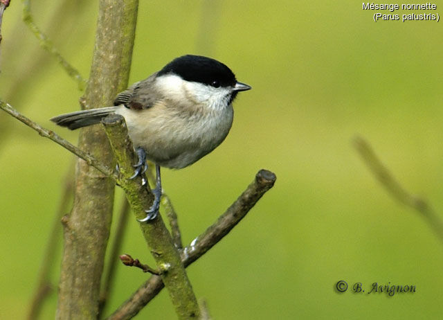 Marsh Tit