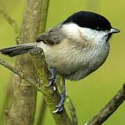 Marsh Tit