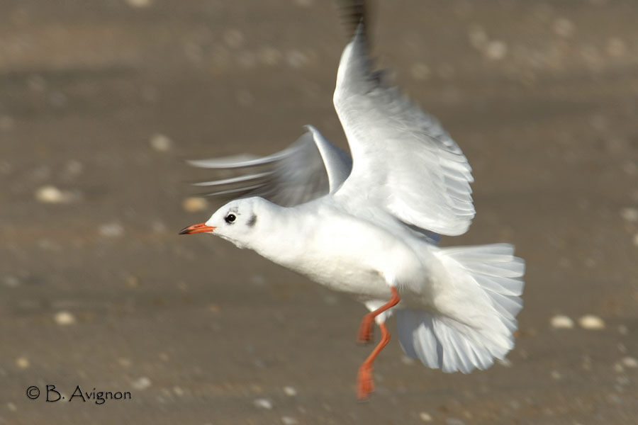 Black-headed Gull