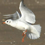 Mouette rieuse