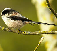 Long-tailed Tit