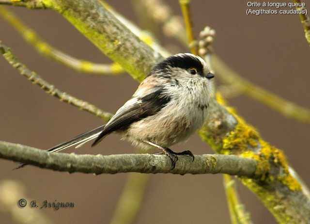 Long-tailed Tit