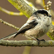 Long-tailed Tit