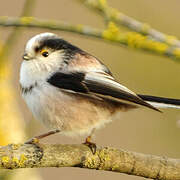 Long-tailed Tit