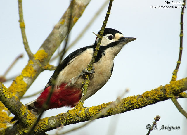 Great Spotted Woodpecker