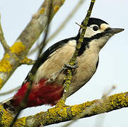 Great Spotted Woodpecker