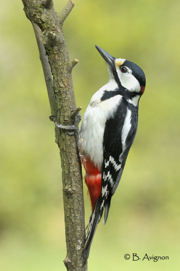 Great Spotted Woodpecker male