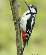 Great Spotted Woodpecker