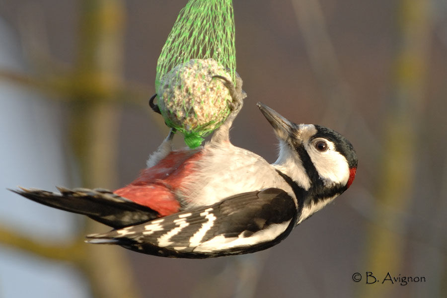 Great Spotted Woodpecker male