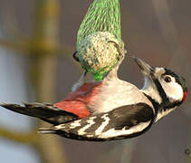 Great Spotted Woodpecker