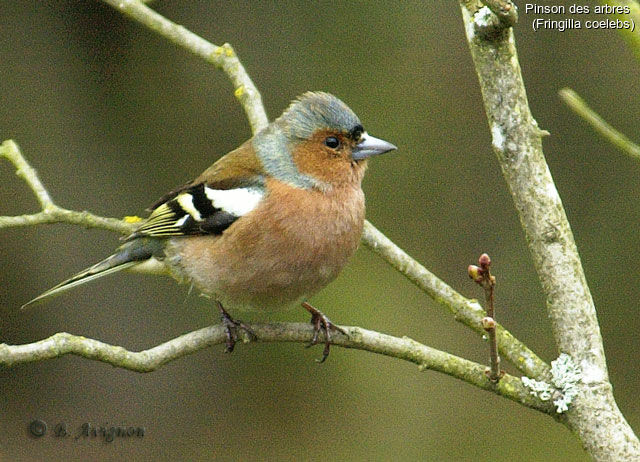 Common Chaffinch