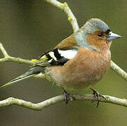 Eurasian Chaffinch