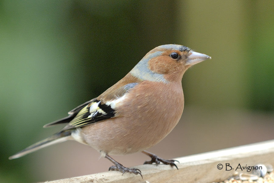 Eurasian Chaffinch