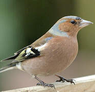 Eurasian Chaffinch