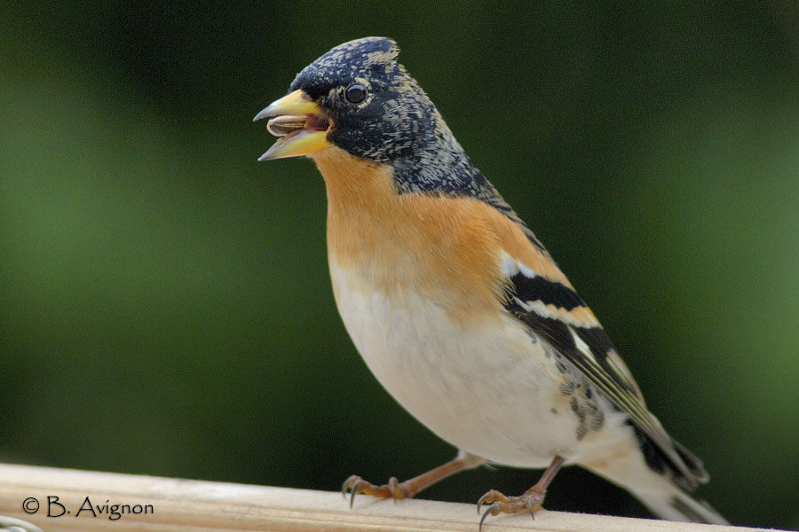 Brambling male