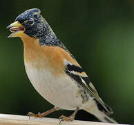 Brambling