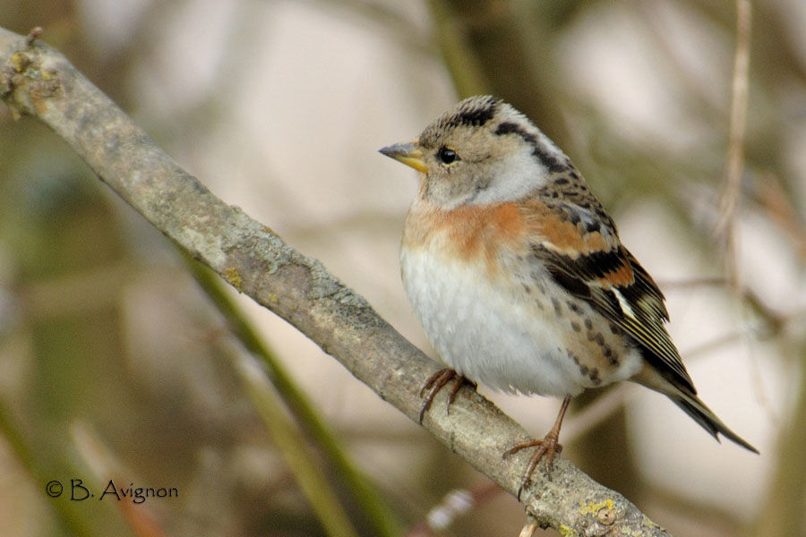 Pinson du Nord femelle