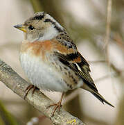 Brambling