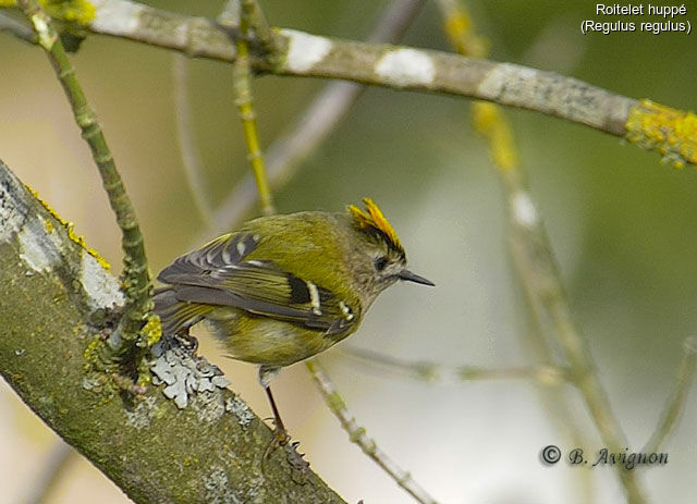 Goldcrest