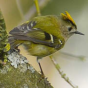 Goldcrest