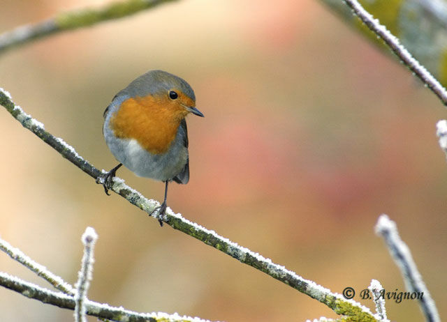 European Robin