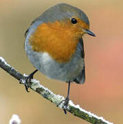 European Robin