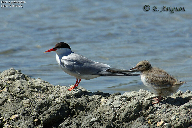 Common Tern