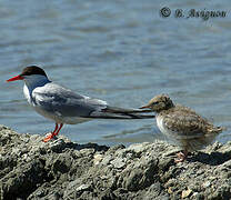 Common Tern