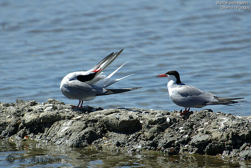 Common Tern