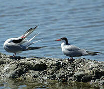 Common Tern