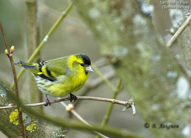 Eurasian Siskin