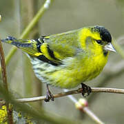 Eurasian Siskin