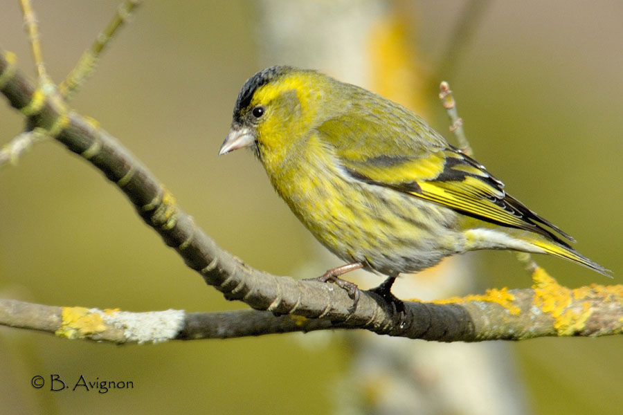 Eurasian Siskin