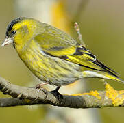 Eurasian Siskin