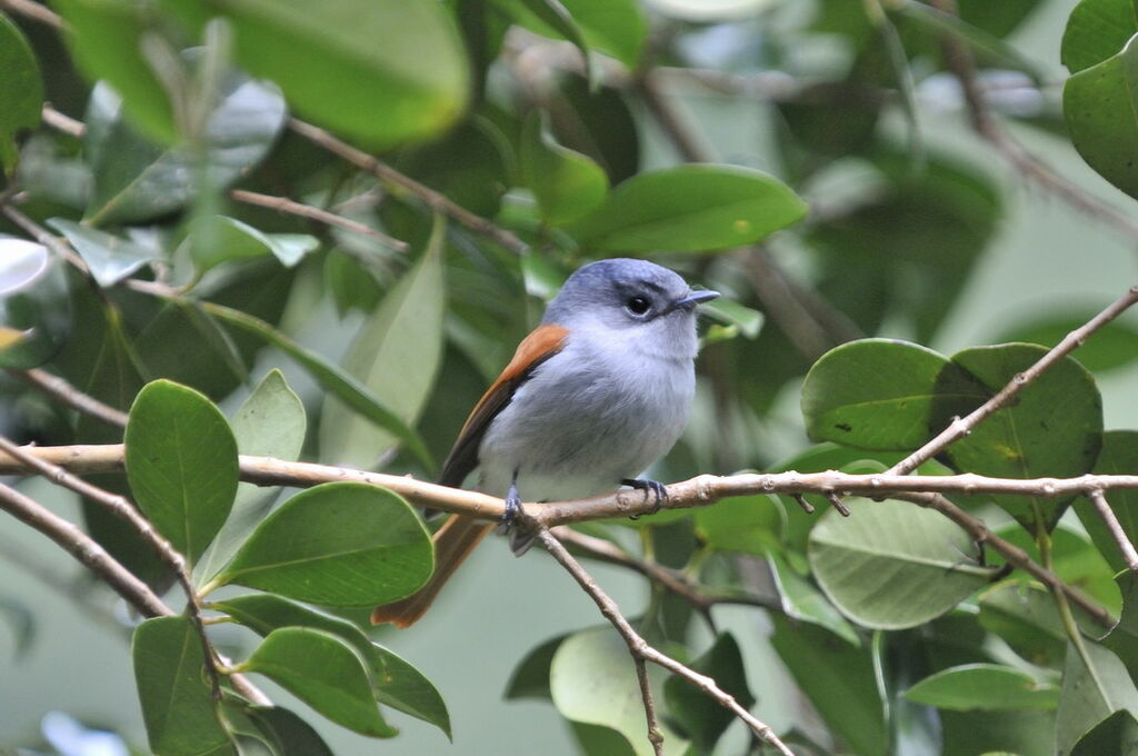 Mascarene Paradise Flycatcher, identification