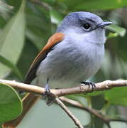 Mascarene Paradise Flycatcher